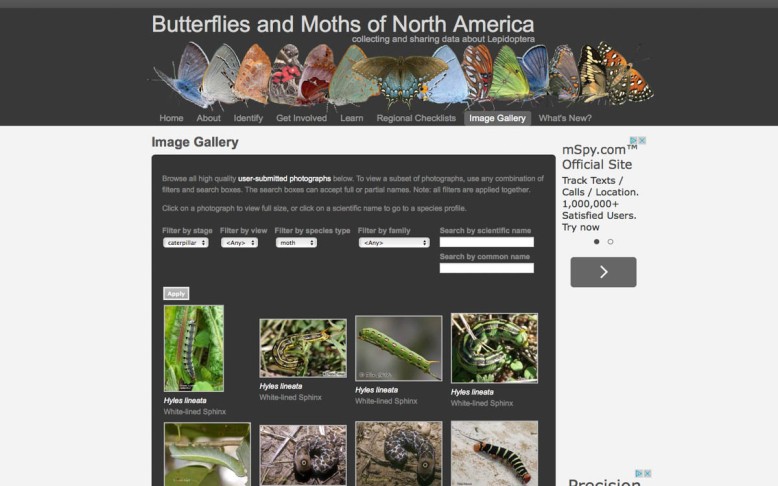 butterfly-website-screen-shot-1