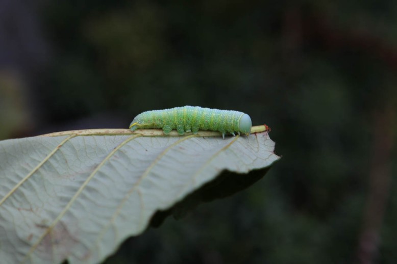 caterpillar-and-orb-1