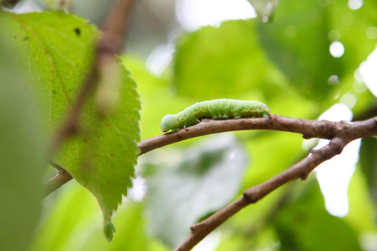 caterpillar-and-orb-4